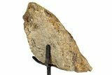 Dinosaur (Triceratops) Frill Shield Section - South Dakota #335507-4